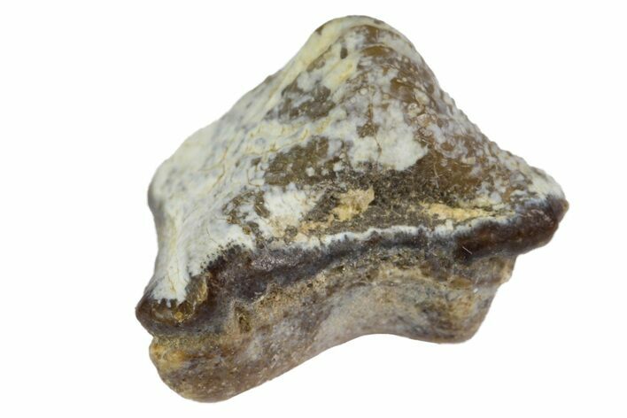 Fossil Crusher Shark (Ptychodus) Tooth - Kansas #152341